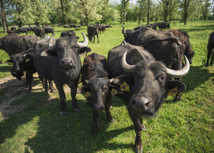 Magyarország újraindult! – Lombkoronasétány, tanösvények és barlangtúra nemzeti parkjainkban