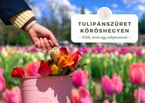 Tulip&aacute;nsz&uuml;ret Kőr&ouml;shegyen