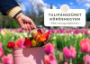 Tulip&aacute;nsz&uuml;ret Kőr&ouml;shegyen