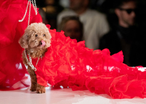 Októberben ismét Dogs on the catwalk - 2024. október 12.