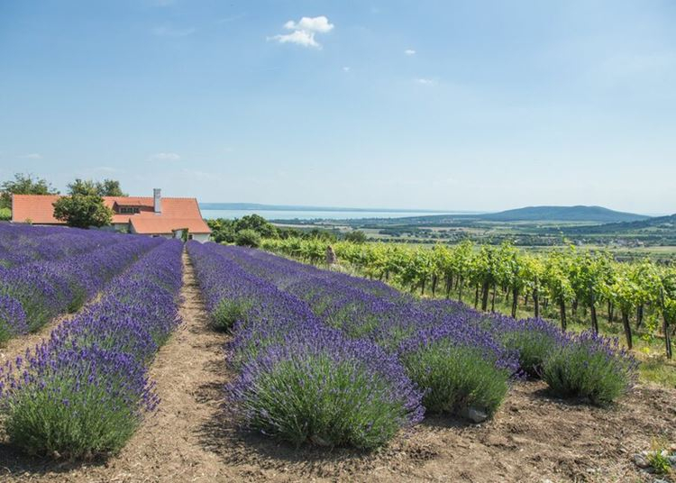 Hétvégére megnyit a Balaton legtitkosabb levendulása – 2021. június 25-27.