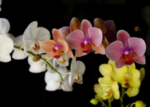 Orchidea kiállítás a Vajdahunyadvárban,ELMARAD!