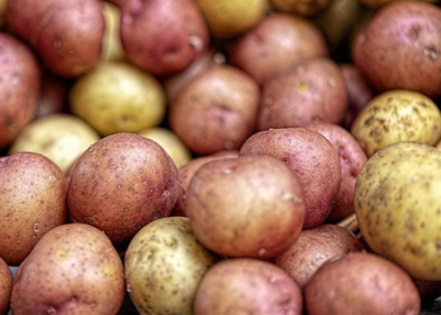 Burgonya Fesztiv&aacute;l &eacute;s Burgonya Napok Kiskunhalason, 2023. okt&oacute;ber 6-7.