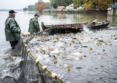 &Ouml;reg-tavi nagy hal&aacute;szat, 2021. okt&oacute;ber 15 - 17.