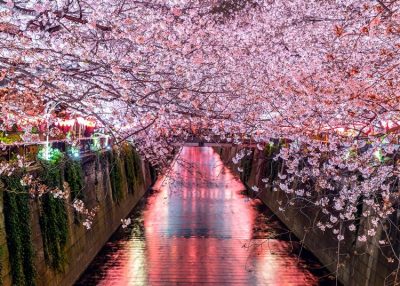 Sakura ünnep a Füvészkertben, 2024. április 6-7., 13-14.