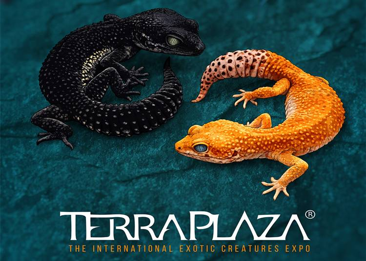 Terra Pl&aacute;za, 2026. febru&aacute;r 15.