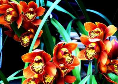 Őszi orchidea és bromélia kiállítás 2019. november 7-10.